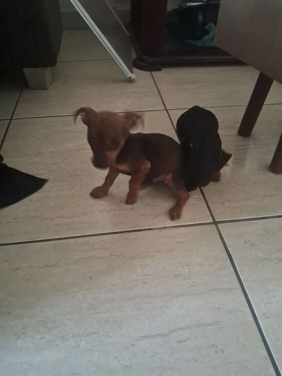 Pinscher macho e fêmea  - Foto 3