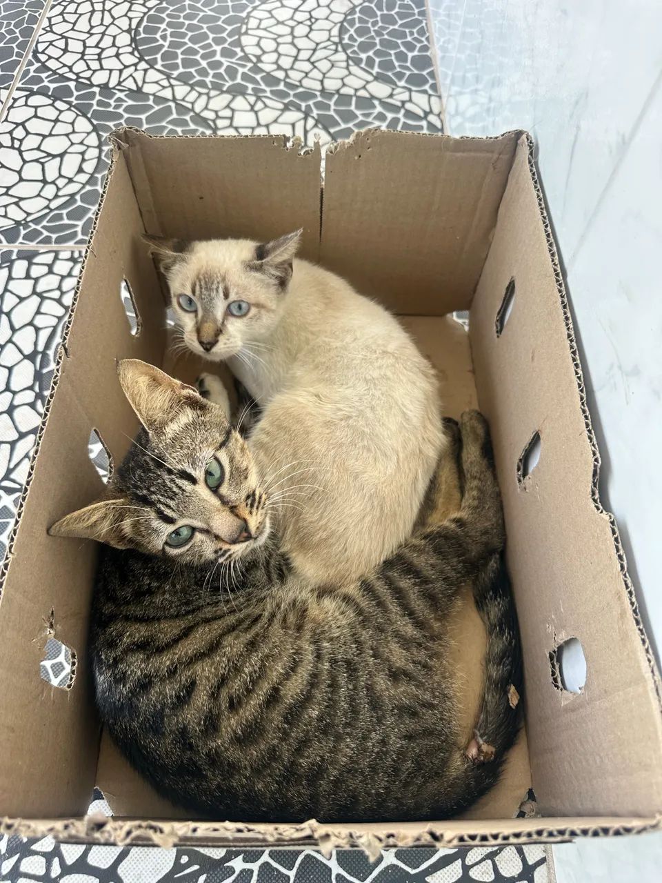 Gato Gatinho - Foto 2