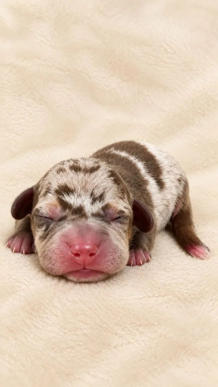 Dachshund 