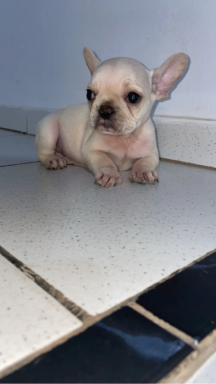 Bulldog francês  - Foto 2
