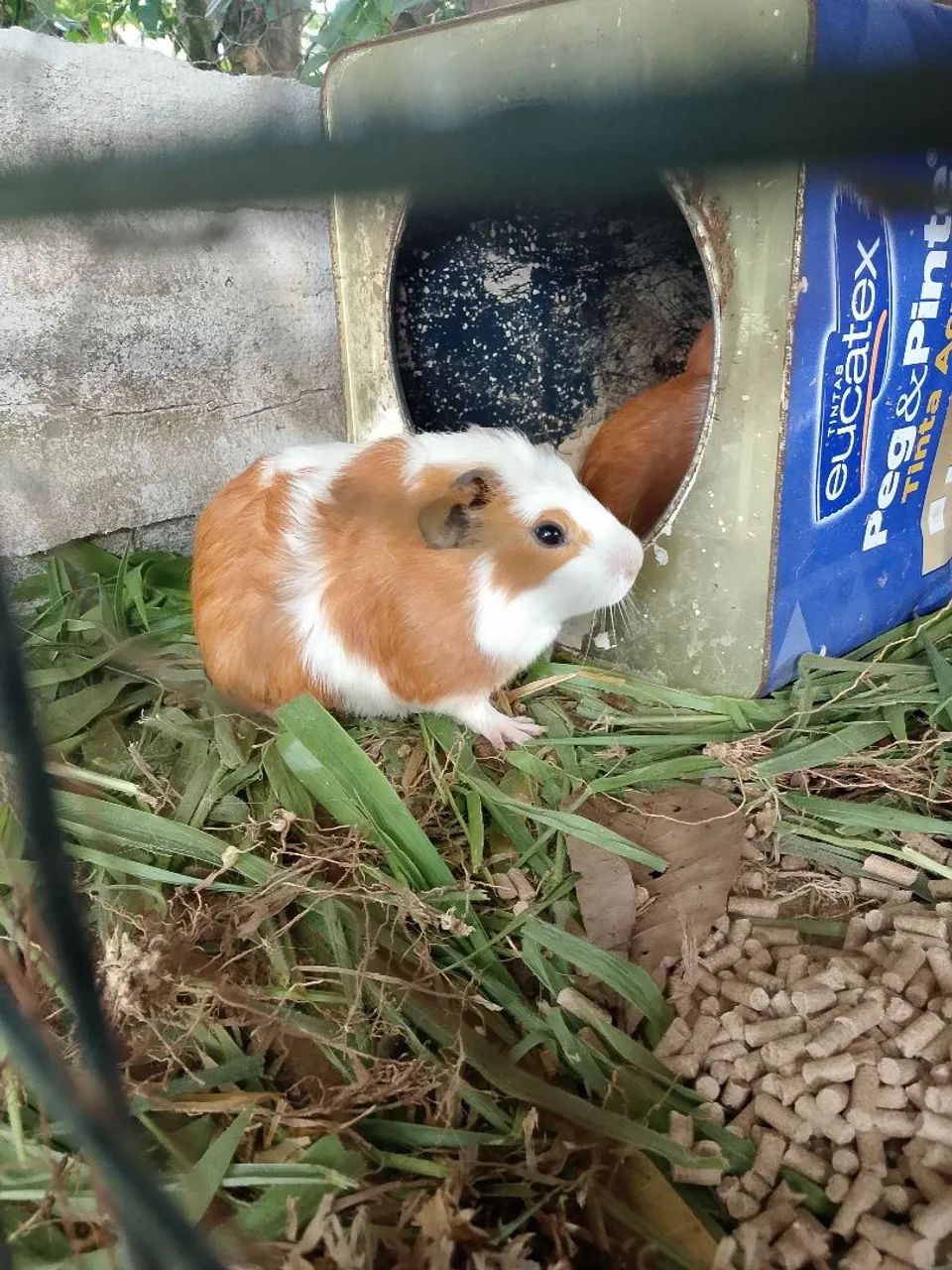 Porquinho da índia macho  - Foto 2