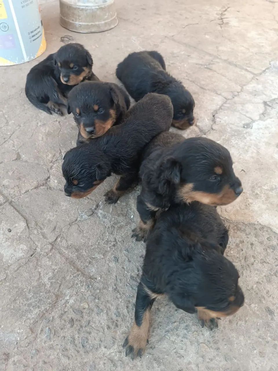 Filhotes de rottweiler  - Foto 2