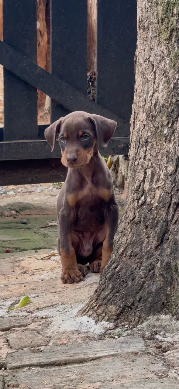 Filhote de Doberman - Foto 4