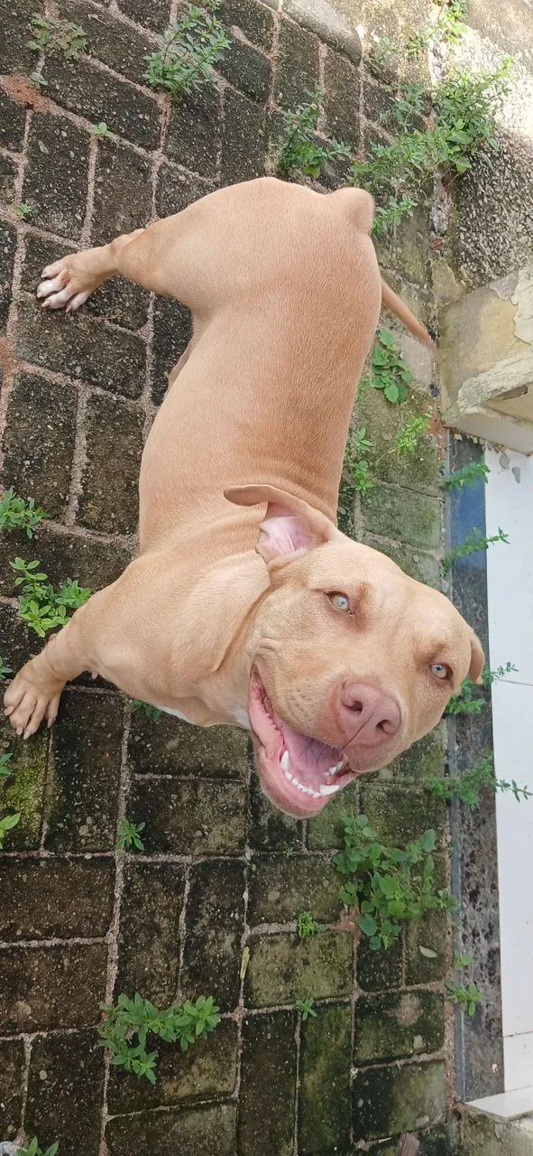 PITMONSTER 4 meses - Foto 2