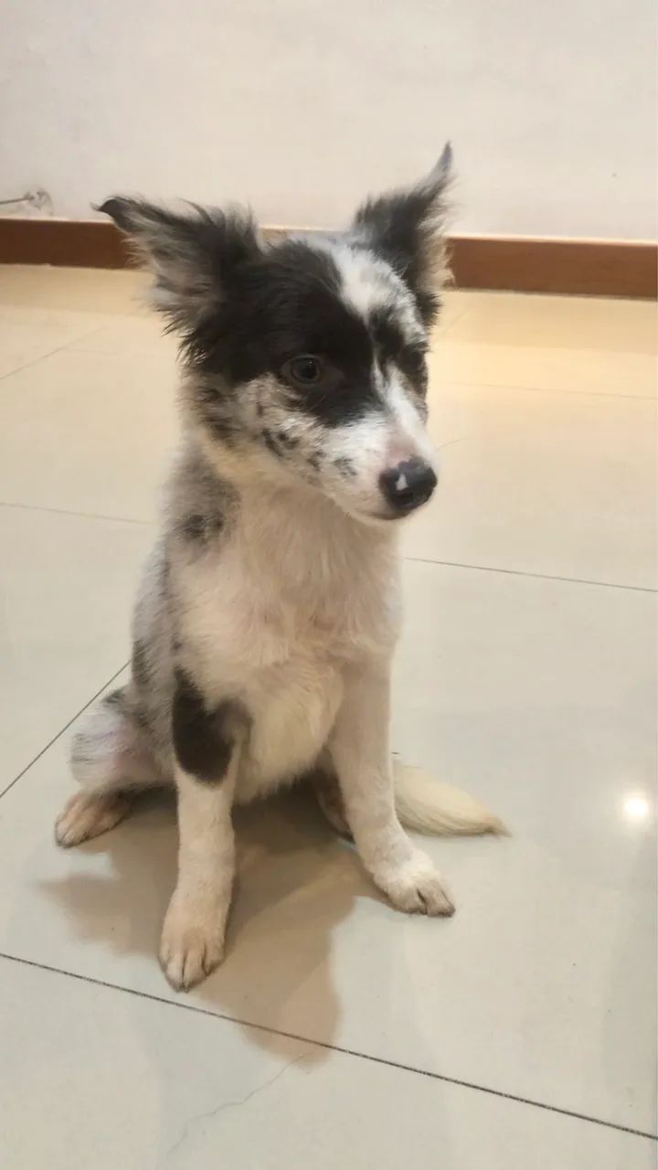 Border Collie fêmea
