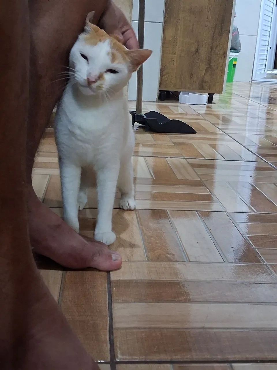 ADOÇÃO RESPONSÁVEL - CASTRADA  - Foto 4
