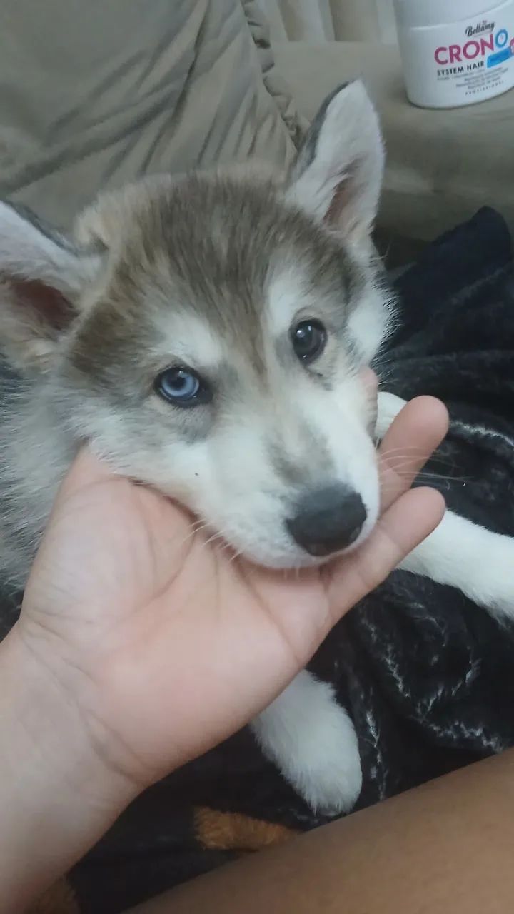 Husky Siberiano  - Foto 5