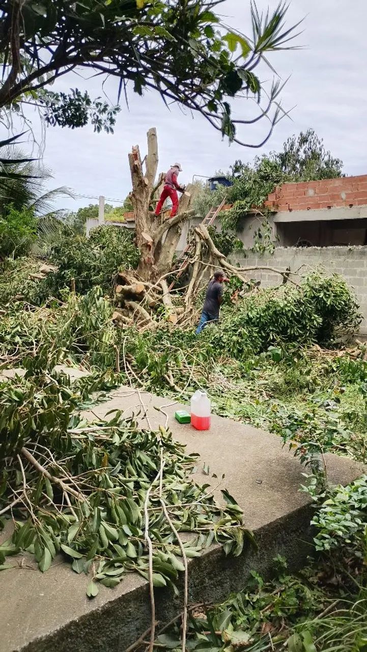 Corte de árvore em Vila Velha - Foto 3