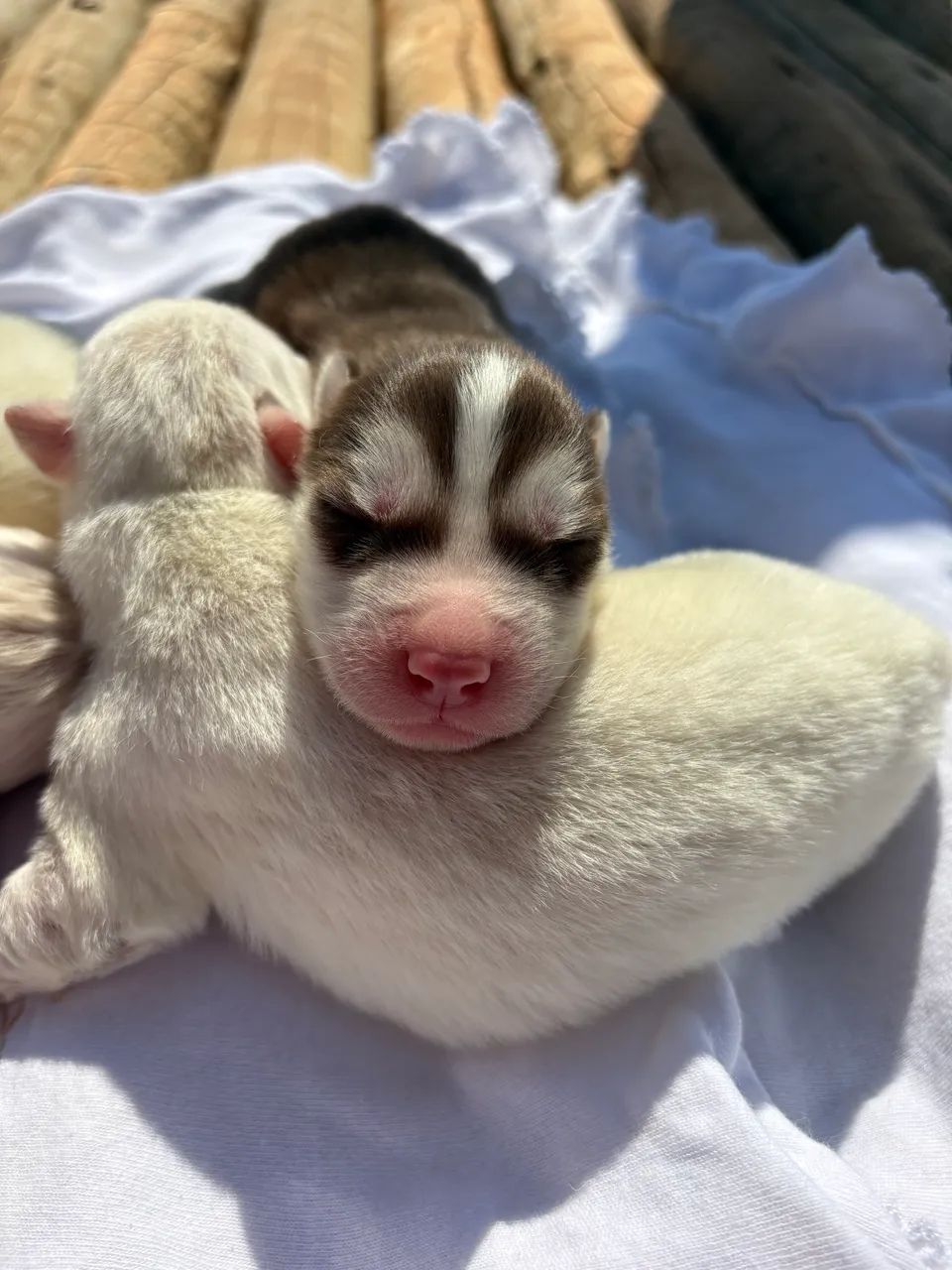 Husky siberiano - procedência e genética  - Foto 5