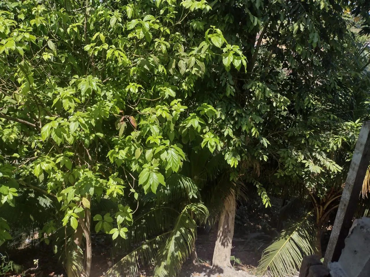 Vendo uma casa com terreno