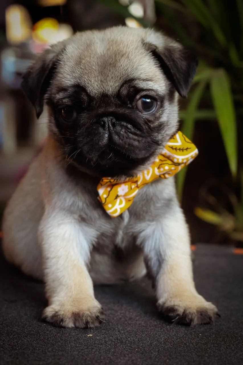 Pug macho 