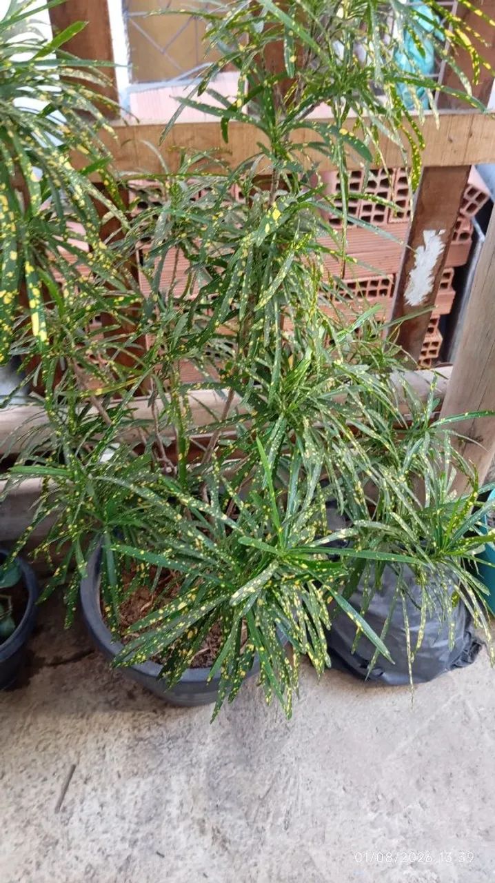 Planta croton - Foto 4