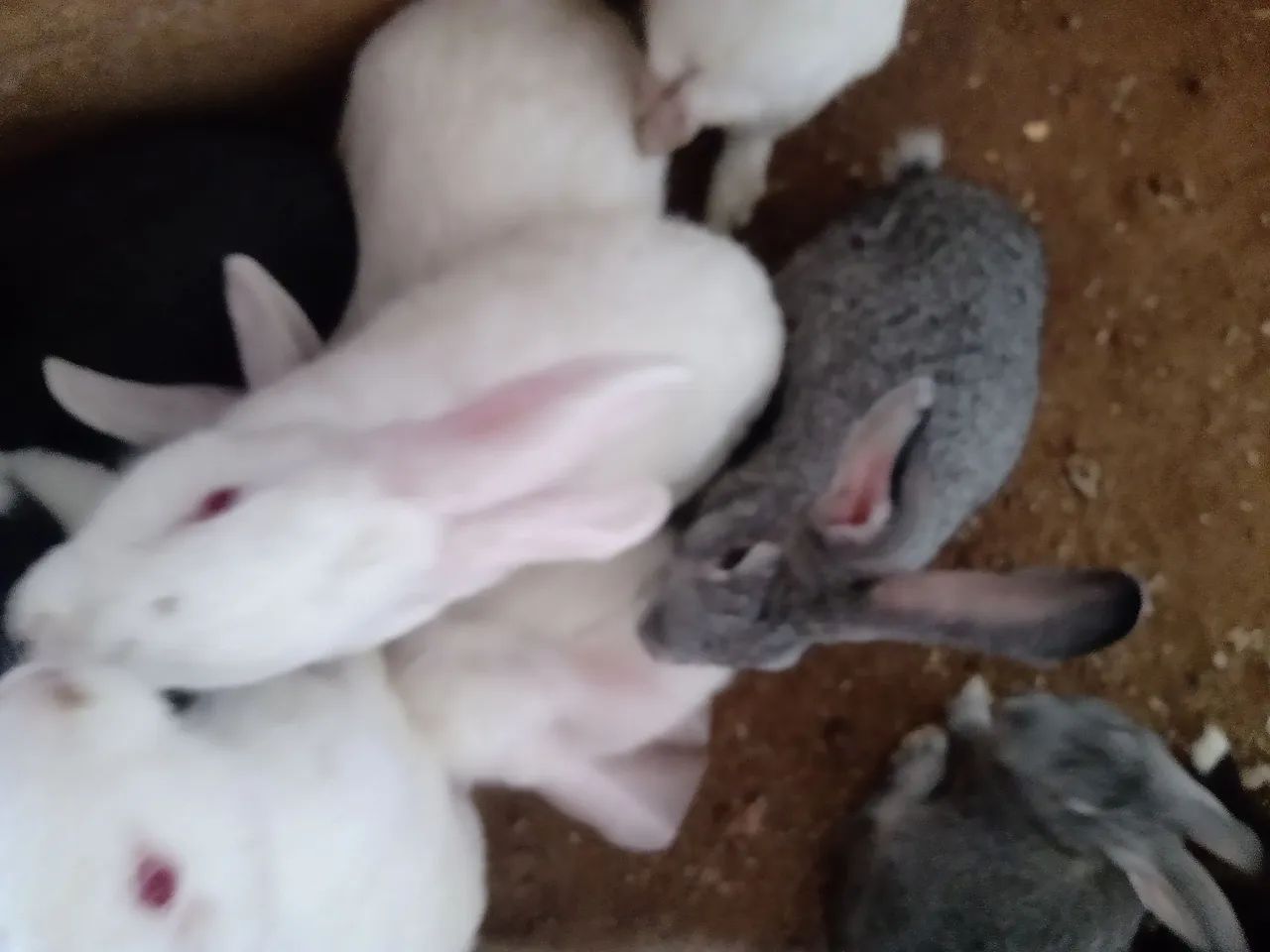 Coelhos à venda adultos e filhotes - Foto 2