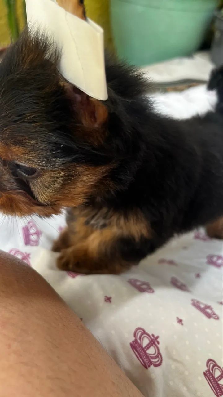 Yorshire Terrier (macho) - Foto 5