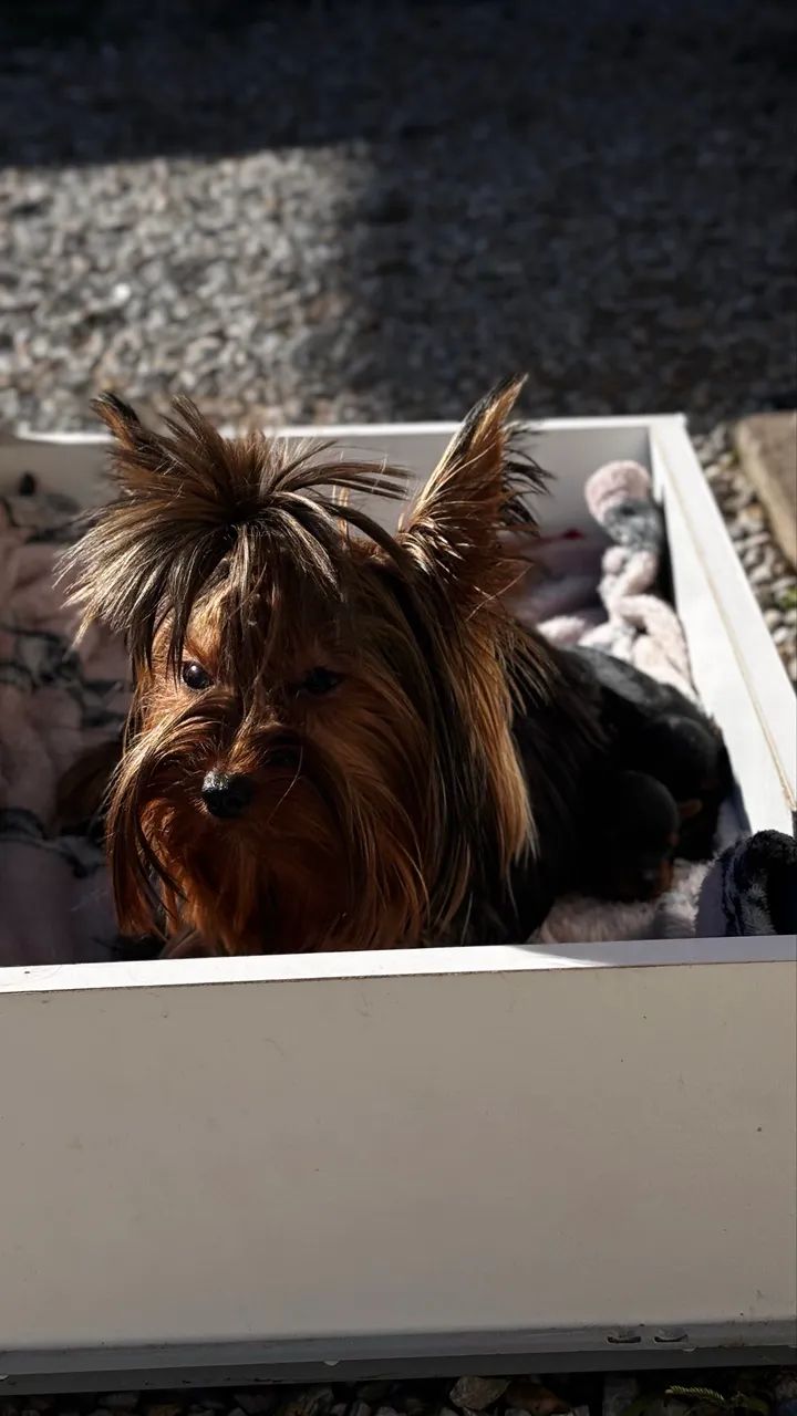 cachorros  - Foto 2
