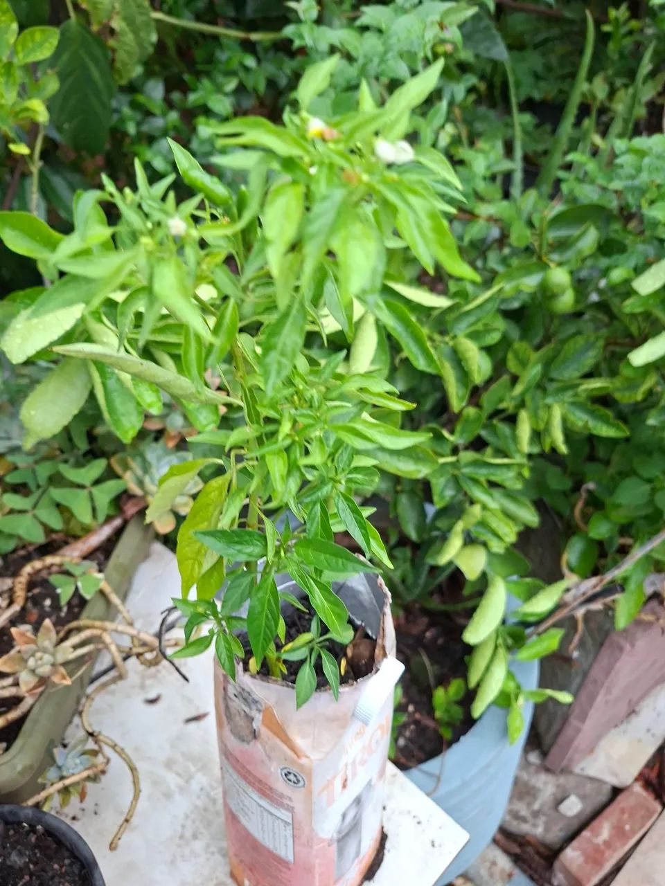 Muda de Pimenta  birdslo - Foto 2