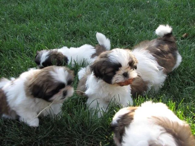 Shih tzu filhote 