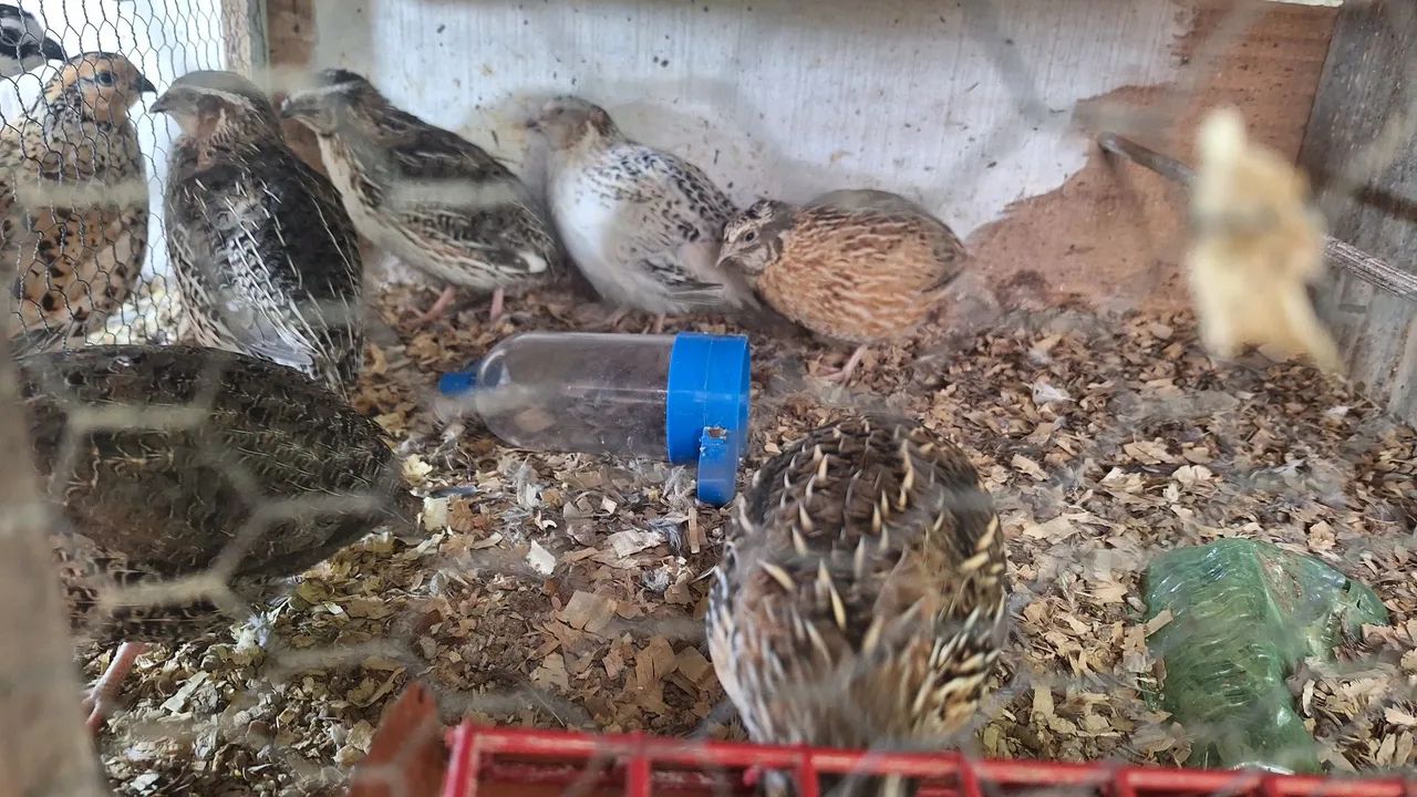 Codorna - Foto 3