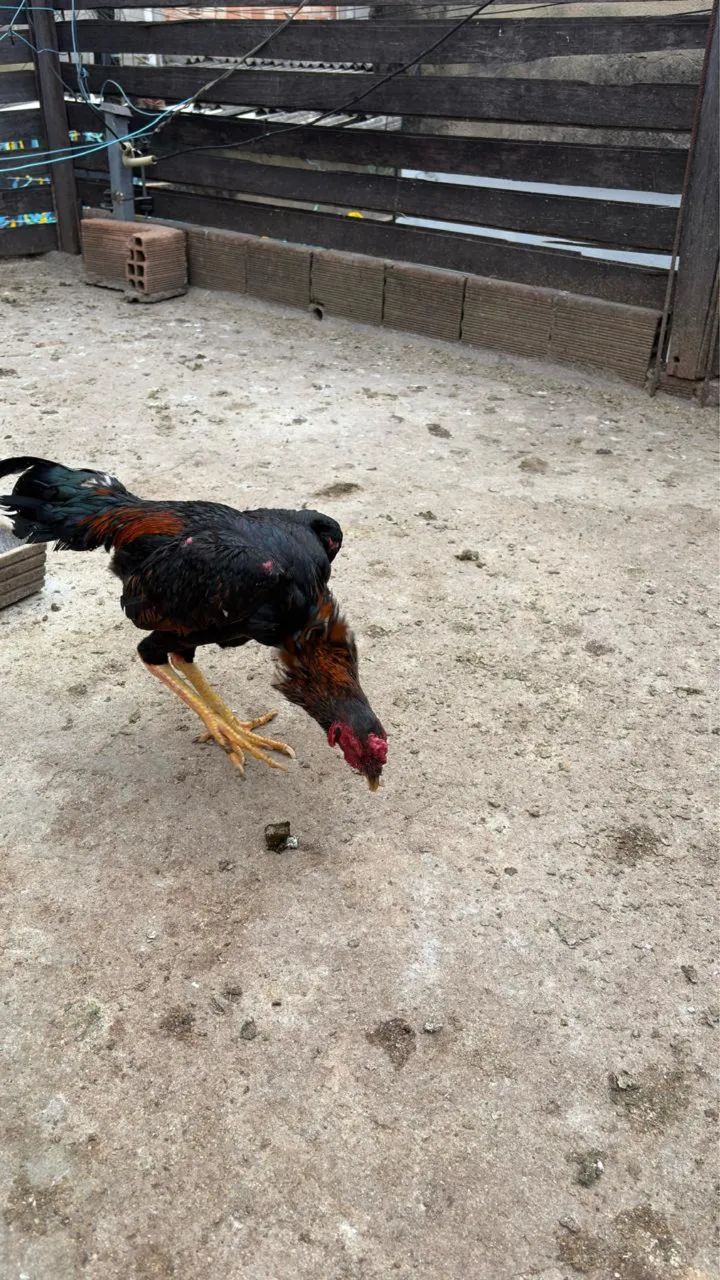 Frango índio  - Foto 3