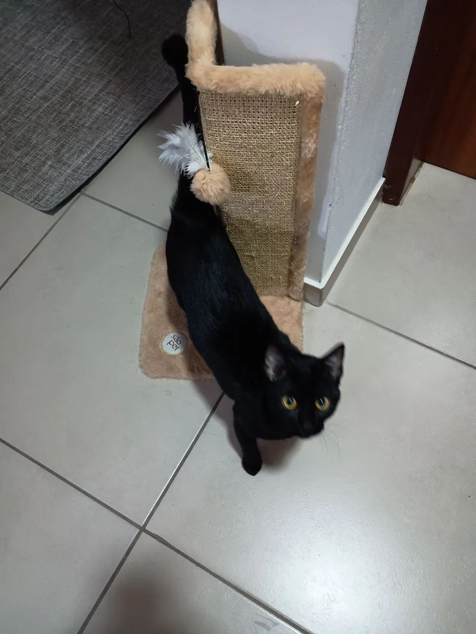 Gata pra doação  - Foto 3