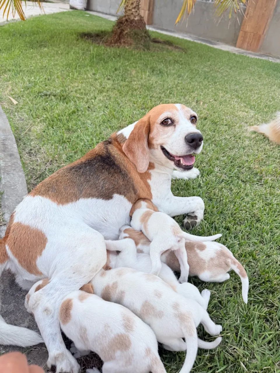 Beagle - Foto 2
