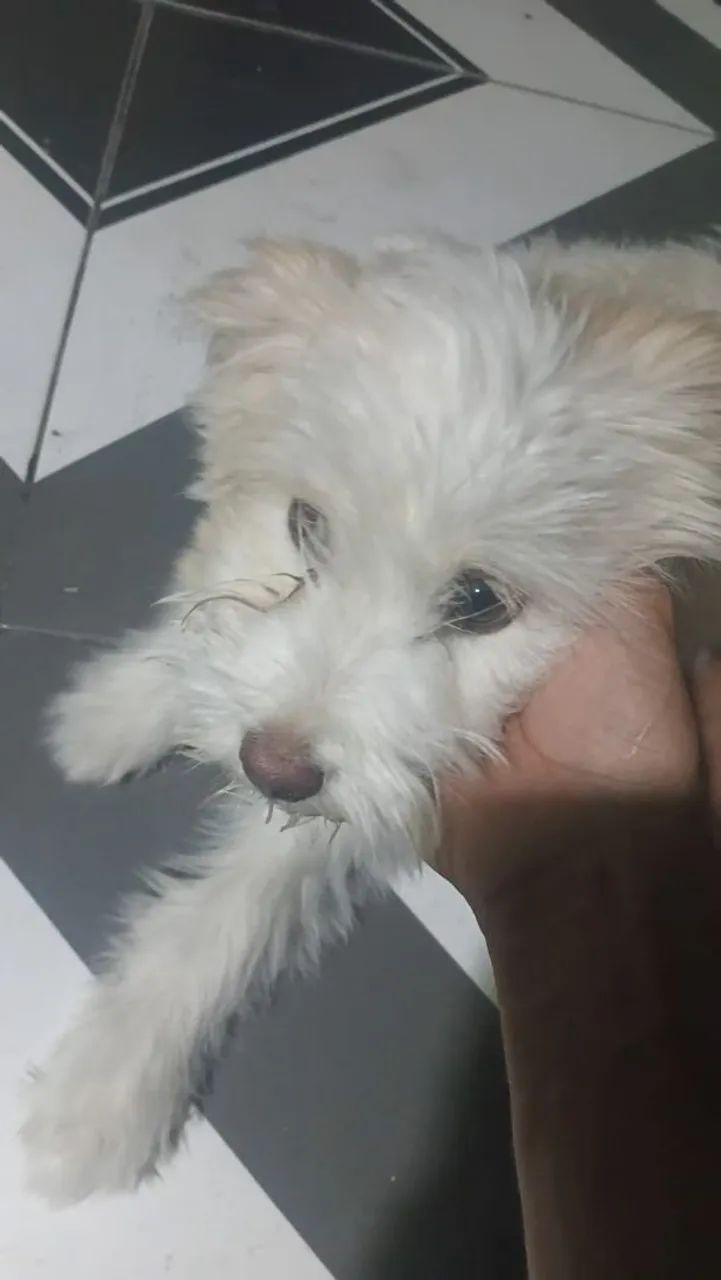Cachorro  - Foto 2