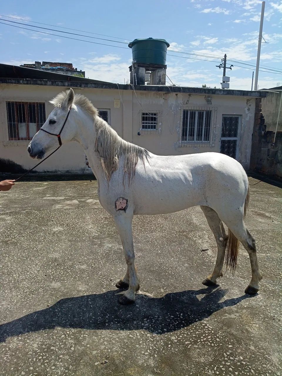 Cavalo capado  - Foto 2