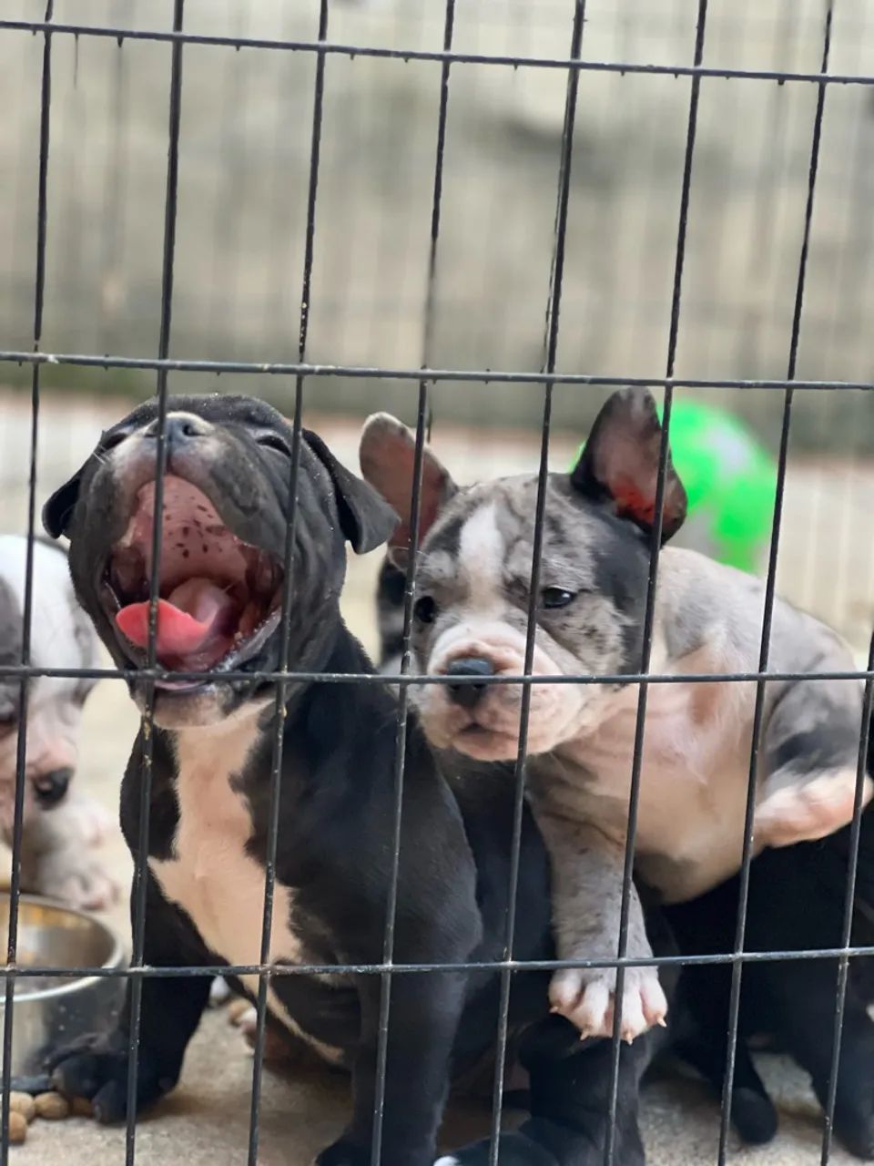 Filhote de american bully  - Foto 4