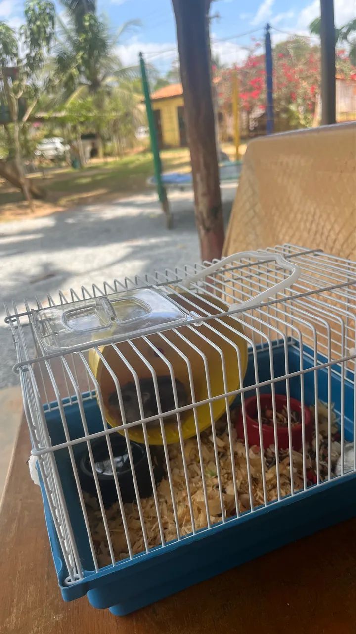 GAIOLA PARA HAMSTER À VENDA!