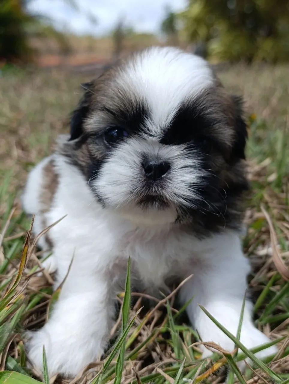 Shih tzu - Foto 5