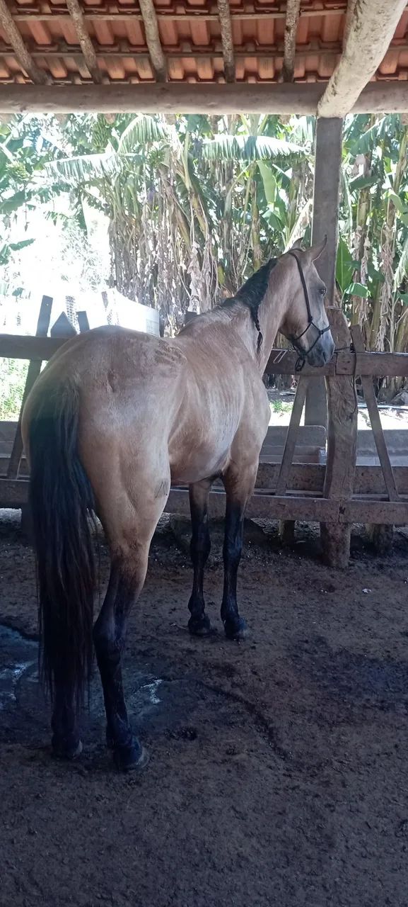 Garanhão mángalarga marchador com registro provisório 