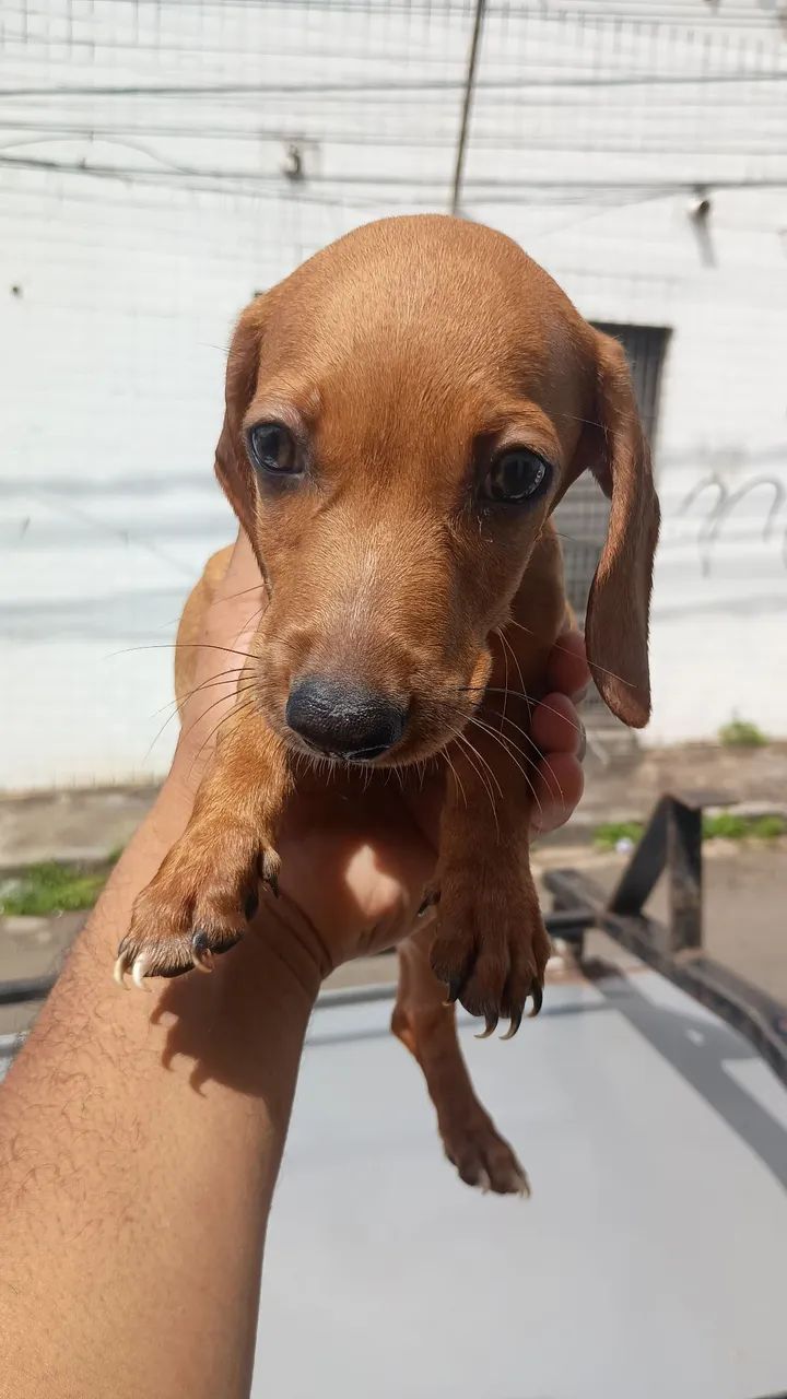 Vende-se Dachshund 