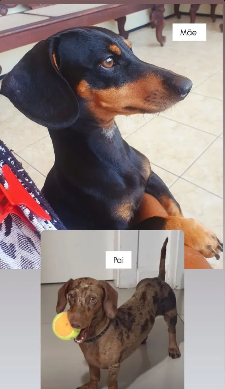 Cachorro salsicha (Dachshund) - Foto 2