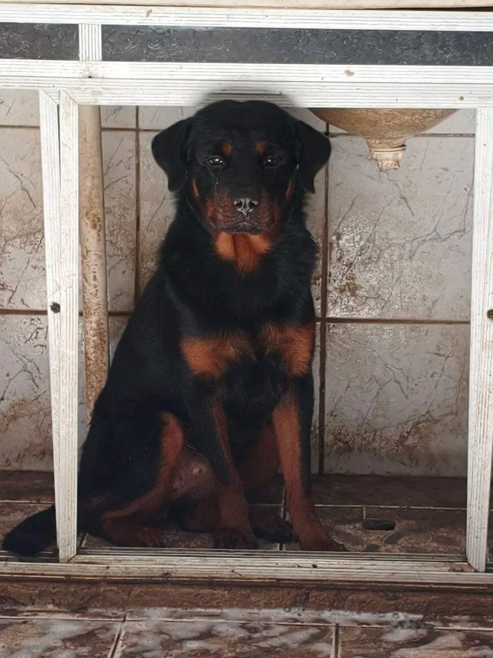 Casal de rotweiller puros (valor da venda casal) - Foto 3