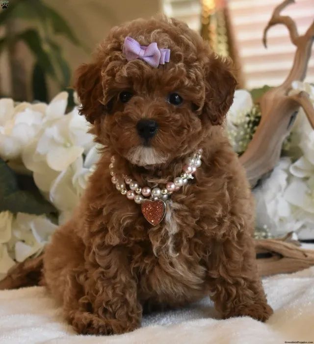 Poodle é estilo que late ?