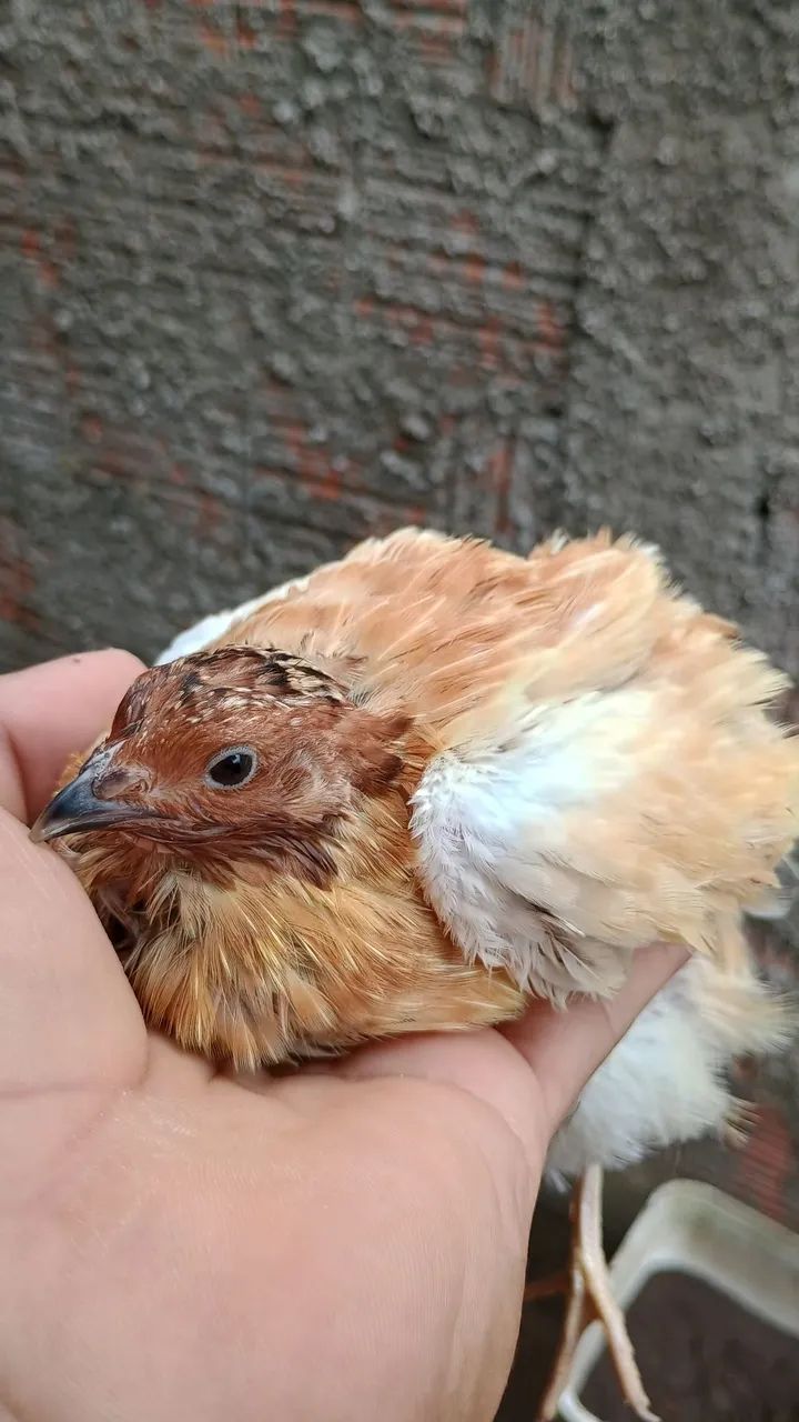 Codorna gigante  - Foto 3