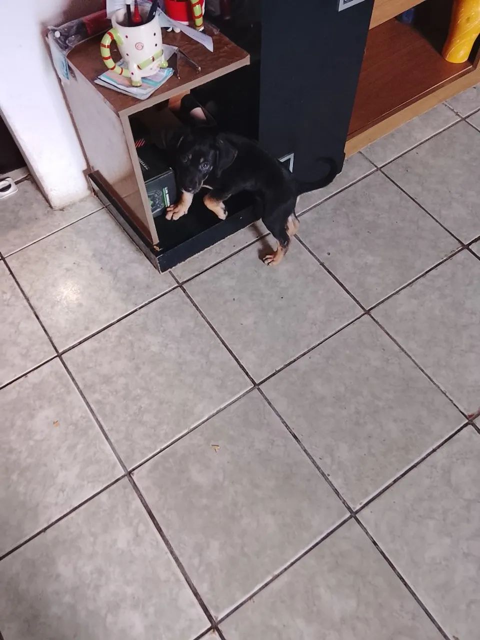 Cachorro Pastor Alemão Mestiço  - Foto 2