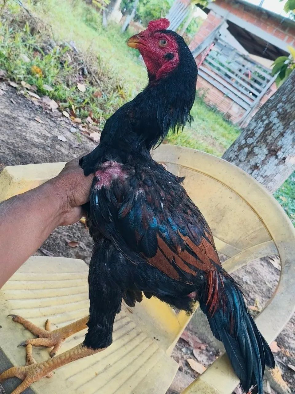 Vendo um frango indiano - Foto 2