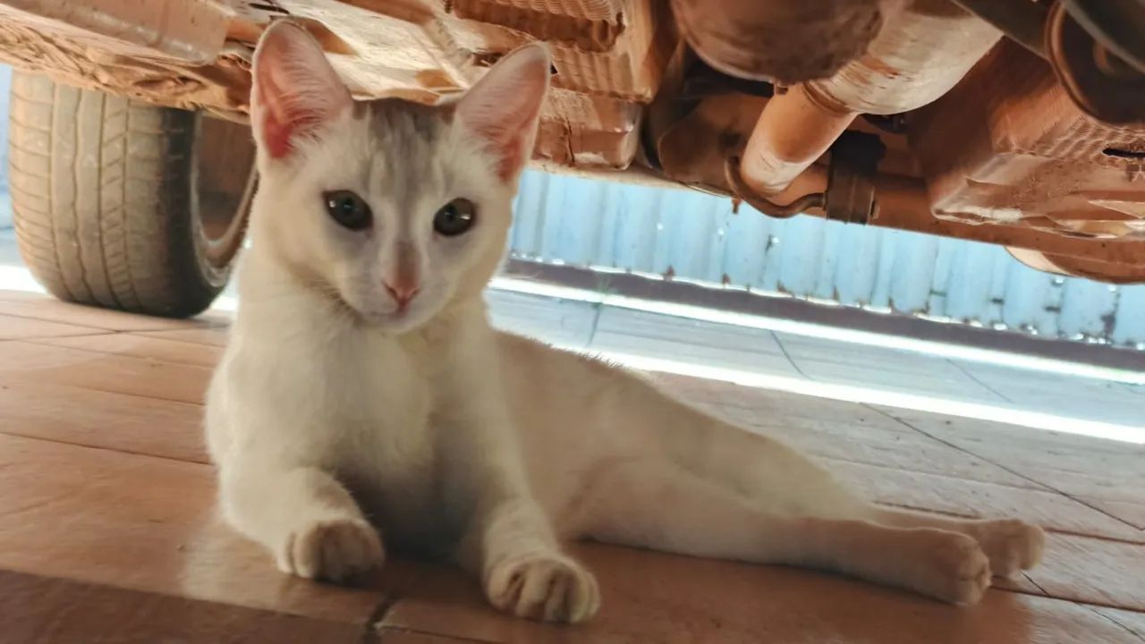 Doação de duas gatinhas. Por questão de mudança não é permitido gatos são bem dóceis e car - Foto 2
