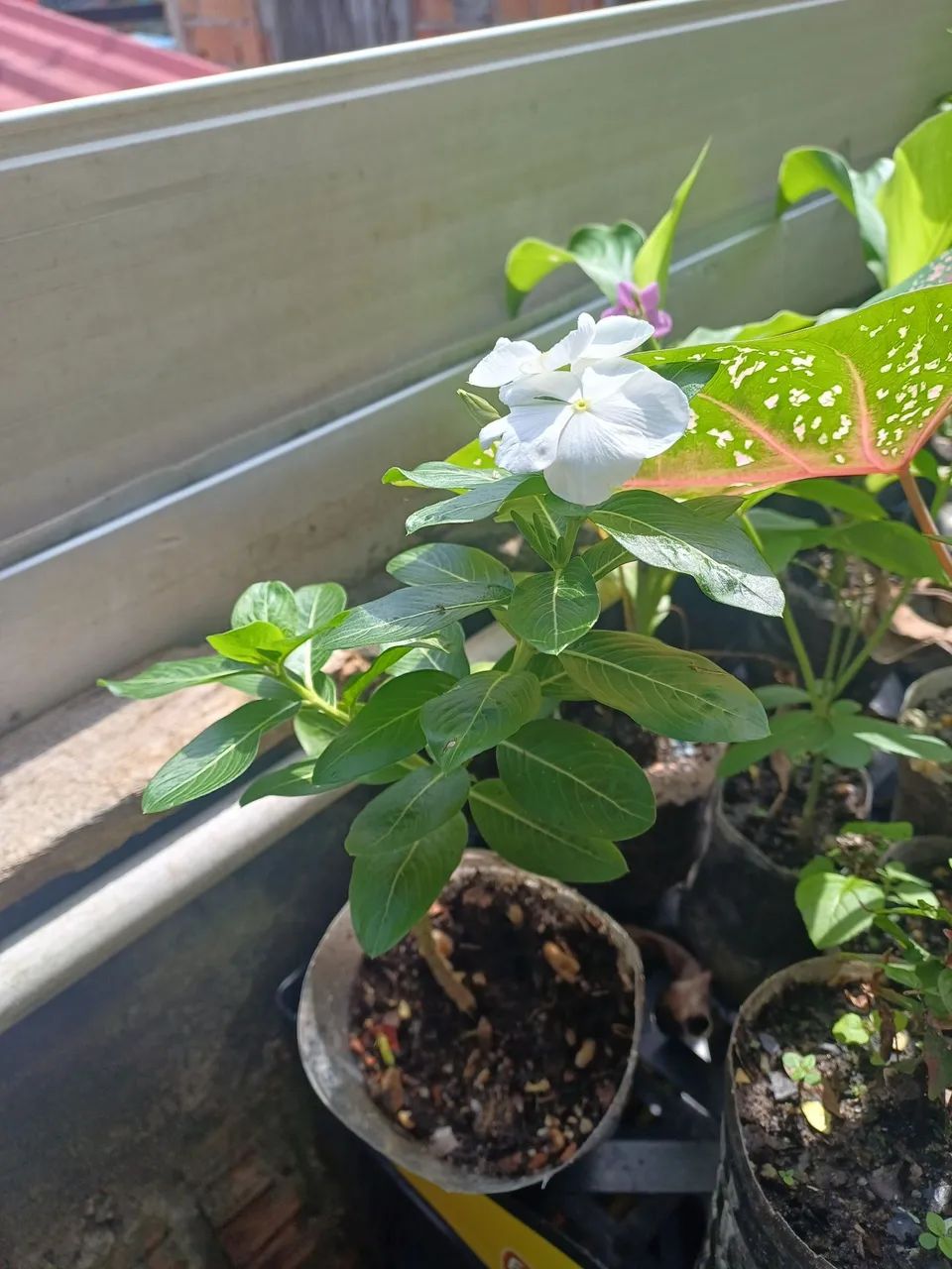 Vinca ou Maria-sem-vergonha 