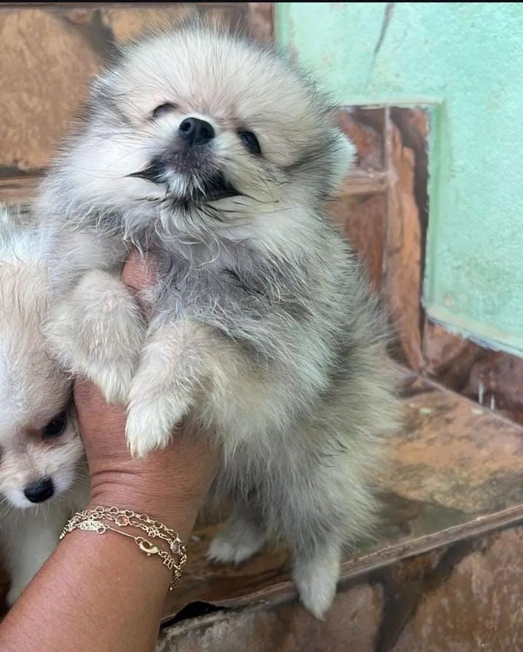 Spitz Alemão 