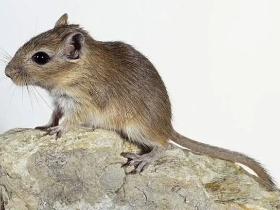 Gerbil - esquilos da Mongólia  - Foto 3