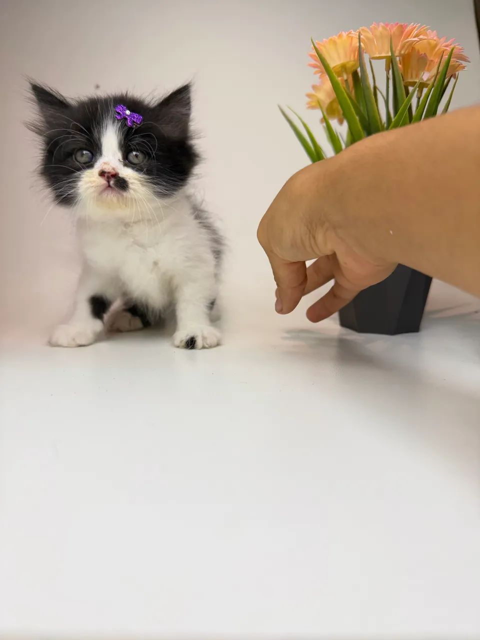 Gato persa - Foto 3