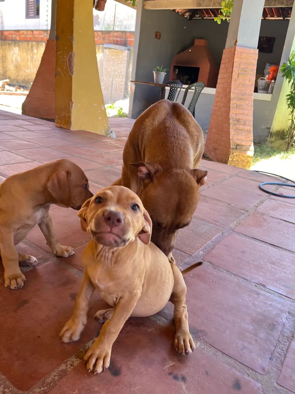 Filhotes de Pitbull  tradicional  - Foto 3