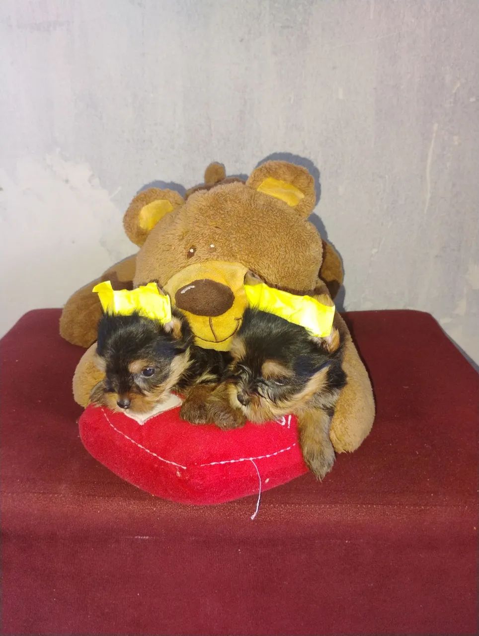 Yorkshire micro terrier - Foto 4