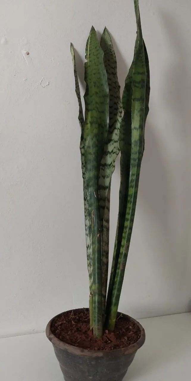 Muda espada de são jorge 