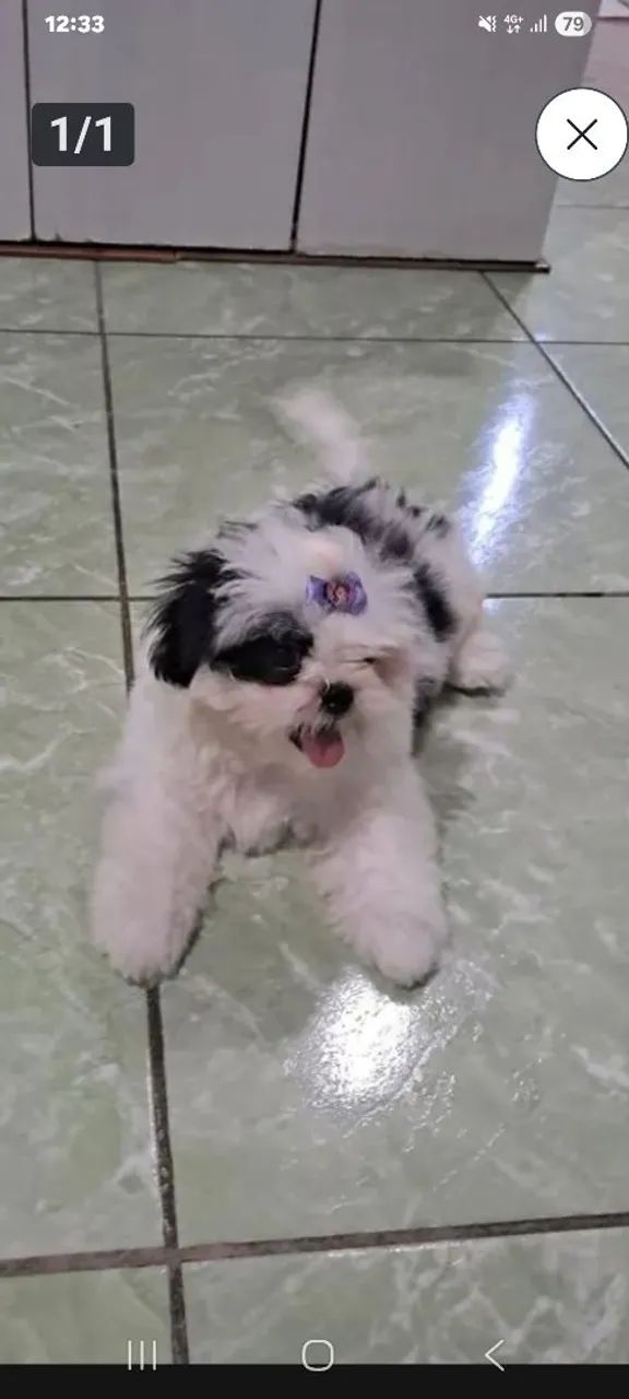 Cachorro ? de raça 