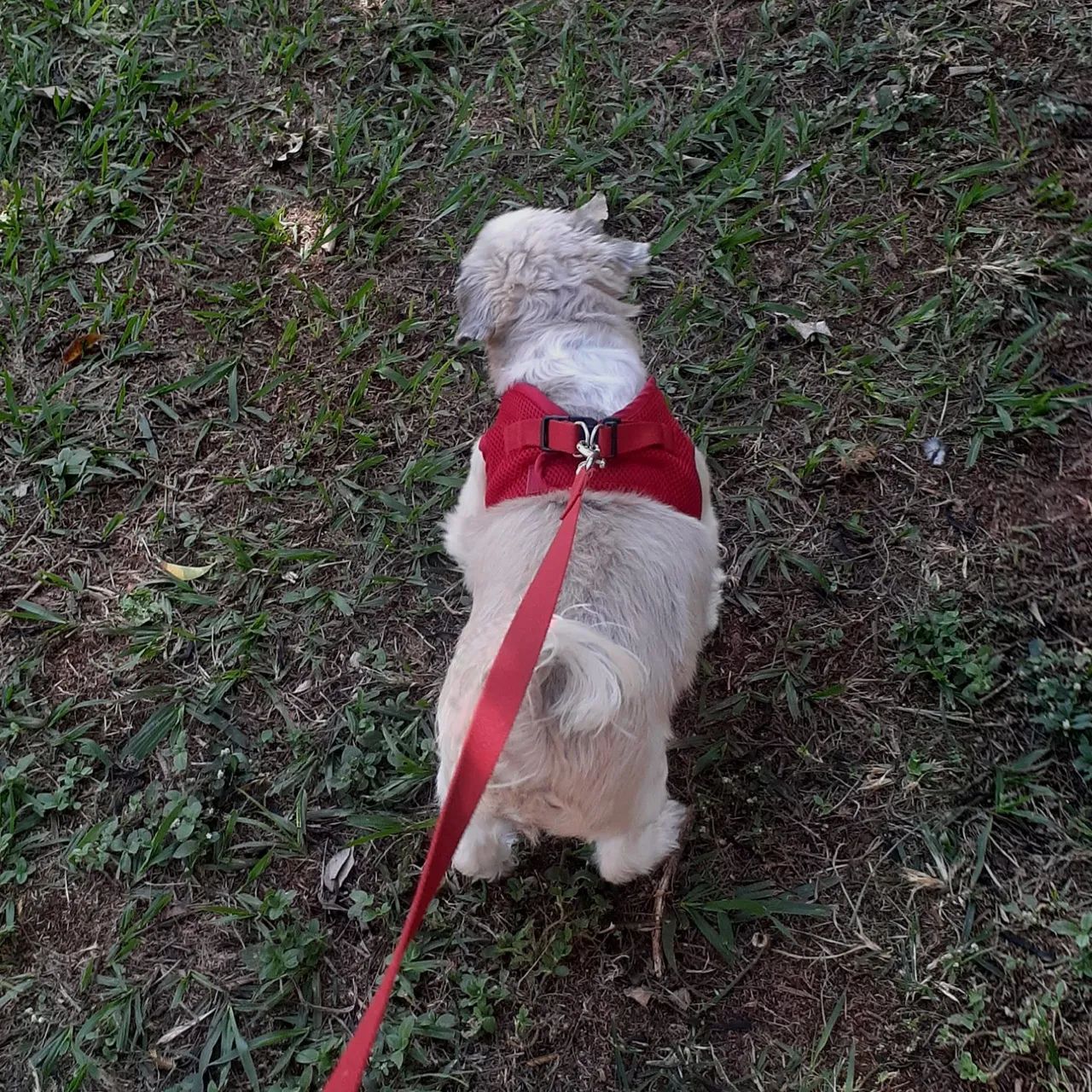 Petsitter e hospedagem pet  - Foto 3