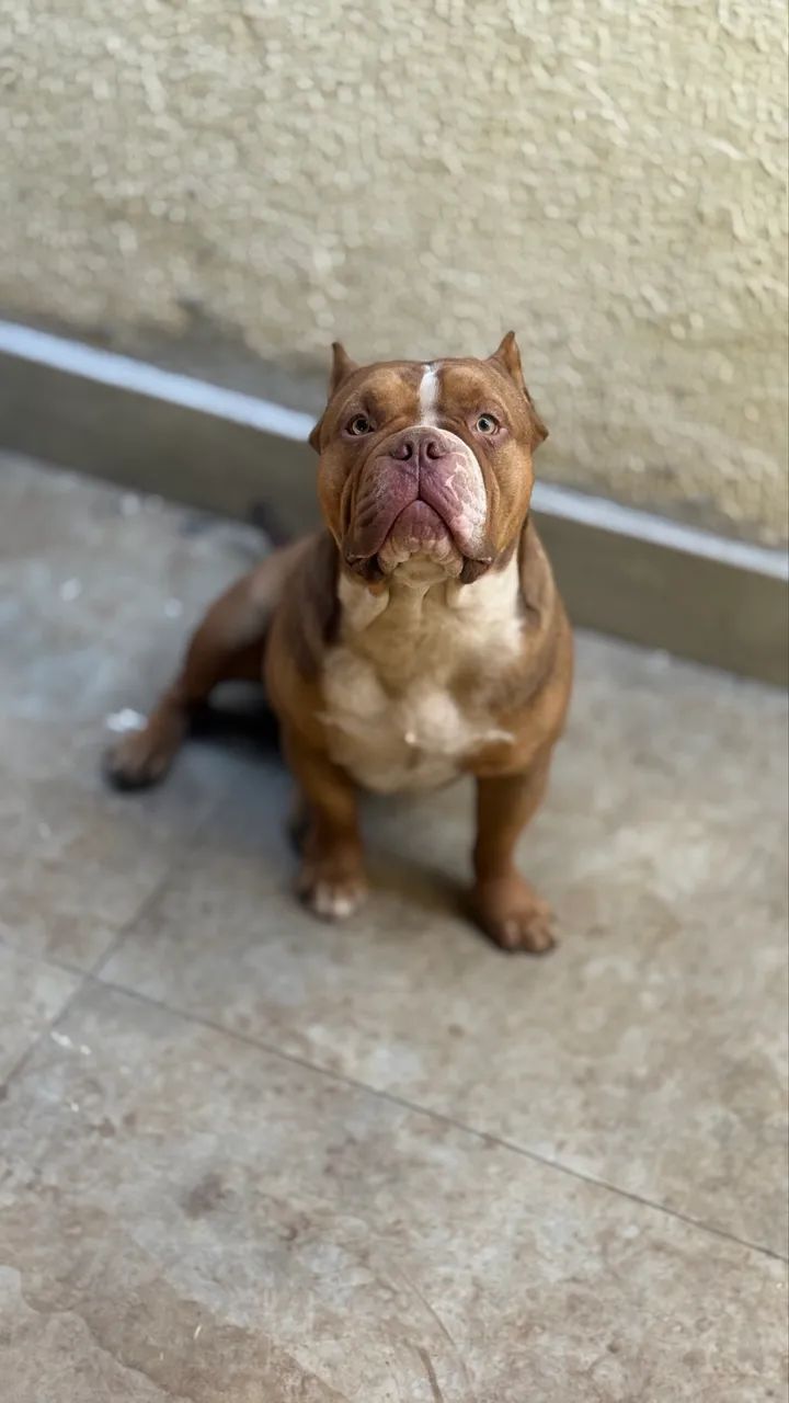 Cachorro - Foto 2