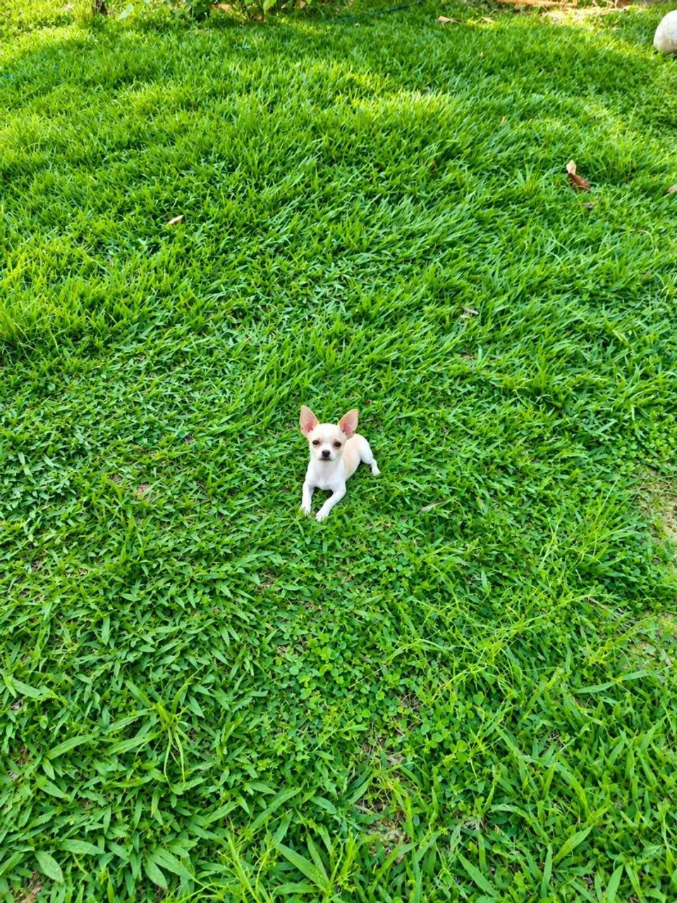 Pinscher (fêmea e macho) - Foto 3